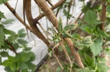 Efekt uszkodzenia przypąkowego przez przymrozki i silnego przechłodzenia