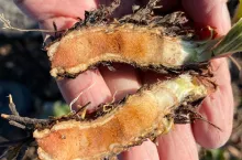 fot. 3. Odmiana Rumba zimująca bez okrywy ale wprowadzona odpowiednio wcześnie w stan uśpienia