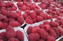 ceny owoców miękkich 2021