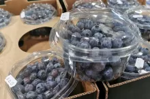 borówki amerykańskie