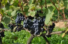 Uprawa winorośli - winoogrodnictwo