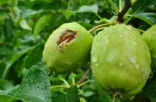 gradobicie Belsk Duży