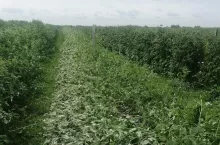 gradobicia w Lubelskim