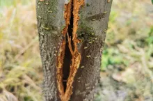 uszkodzenia śliw po zimie