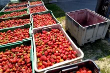 minimalne ceny owoców