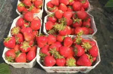 truskawki w punetkach