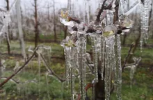 przymrozki we włoszech