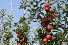 zagrożenie rozwój sadownictwa na wschodzie