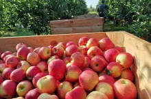 prognoza pogody na zbiory