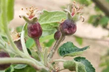 przymrozki sandomierz 13 maja