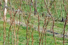 nawożenie malin na wiosnę