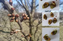 Przemarznięte czereśnie 23-24.03.2020