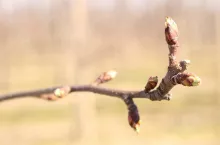 przymrozki 2020 w sadach