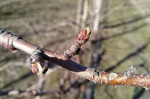 Pękanie pąków - Szampion - 15.03.2020