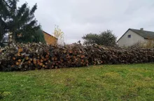 Sprzedam drewno z karczowanego sadu