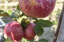 Słaba jakość odmiany Alwa - zbiory 2019