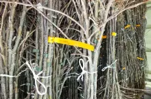 Materiał szkółkarski