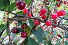 Niedojrzała Łutówka w punktach skupu