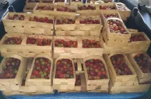 Podsumowanie sezonu truskawkowego 2019