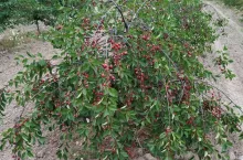 Drzewa wiśni i czereśni usychają