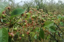 Przeciętne zawiązanie wiśni