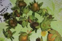 fot. Jacek Witkowski