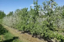 Kwitnienie Ligol Malinowa