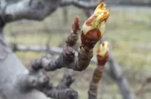 Polskie sad w pierwszym dniu wiosny