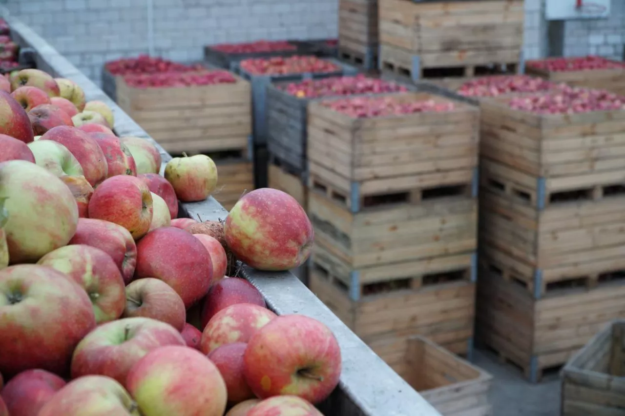 Przetwórnia do kupienia