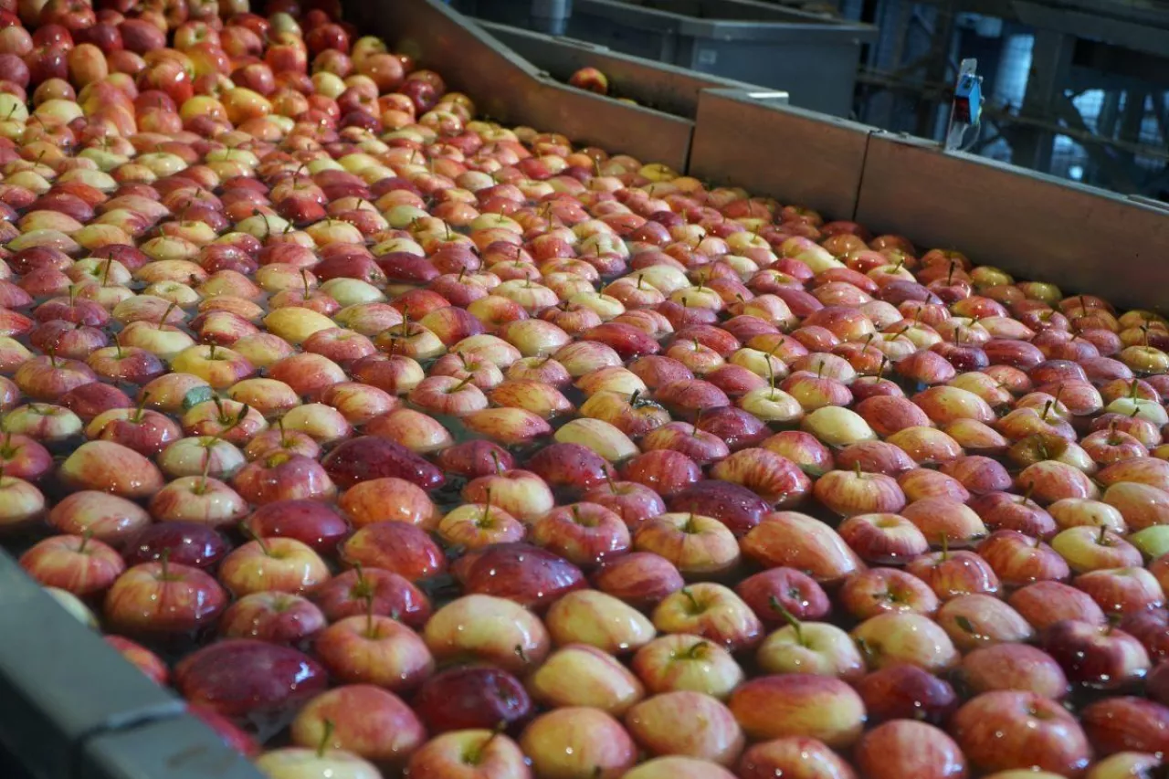 ceny jabłek w grupach