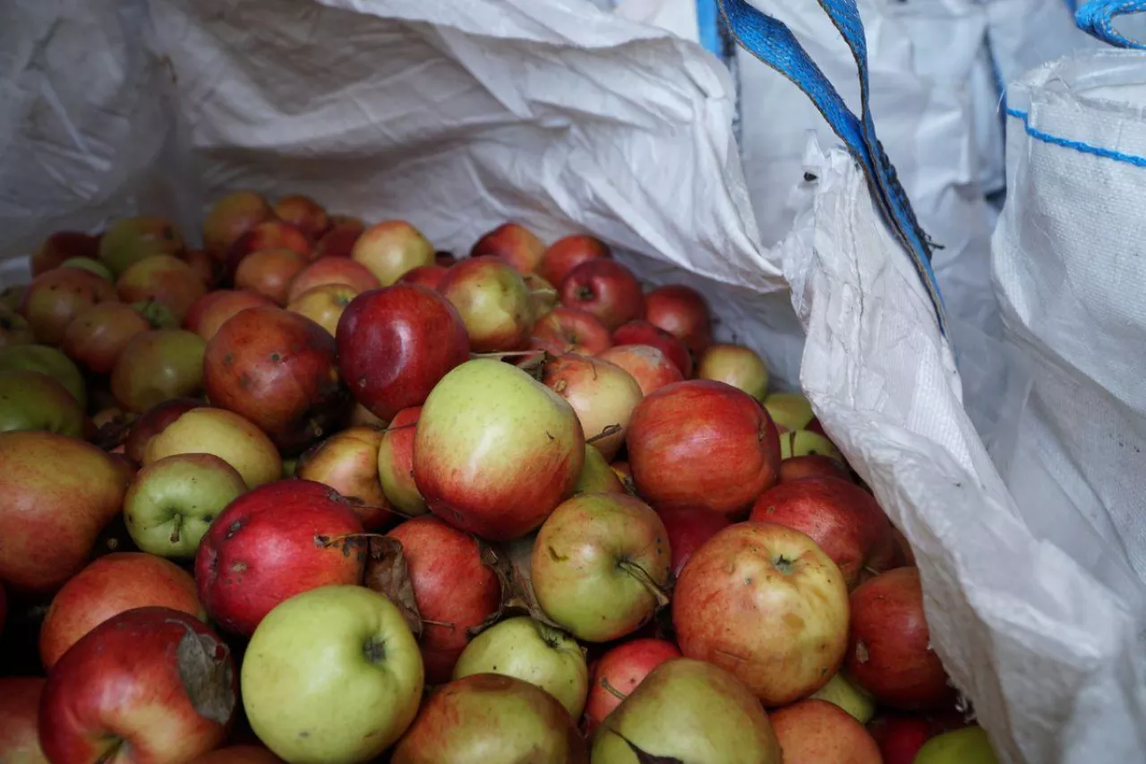 przetwórstwo jabłek