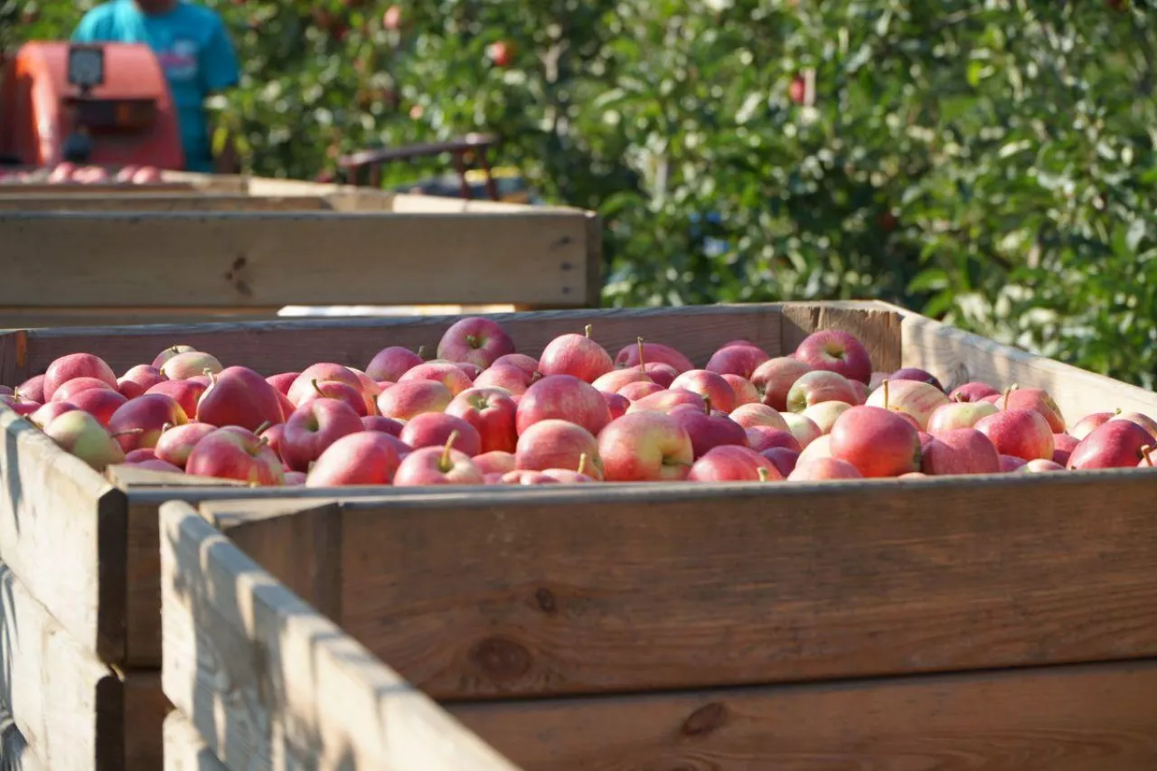 gospodarstwo sadownicze