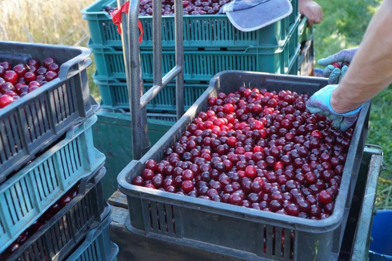 ubezpieczenie w krus