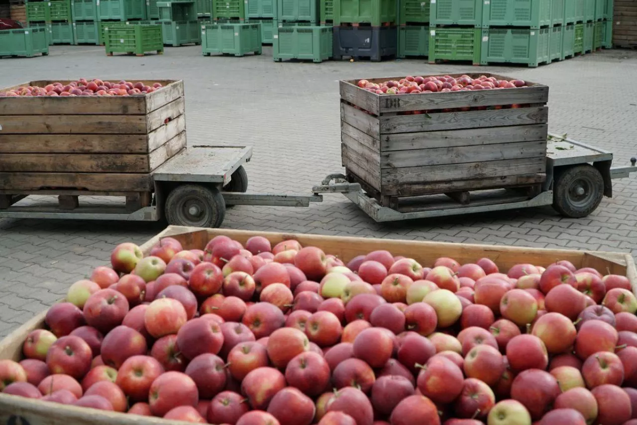 opłacalnosc produkcji jablek