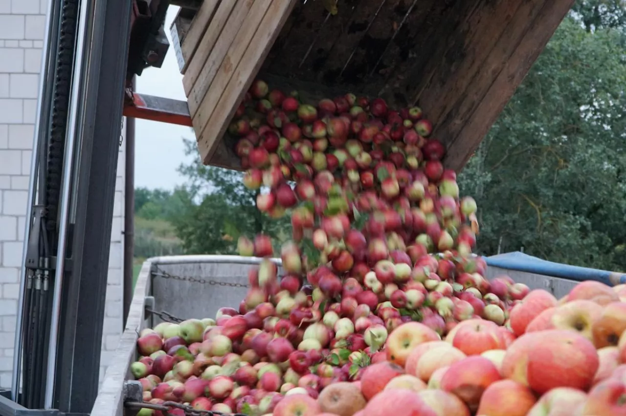 jabłka przemysłowe