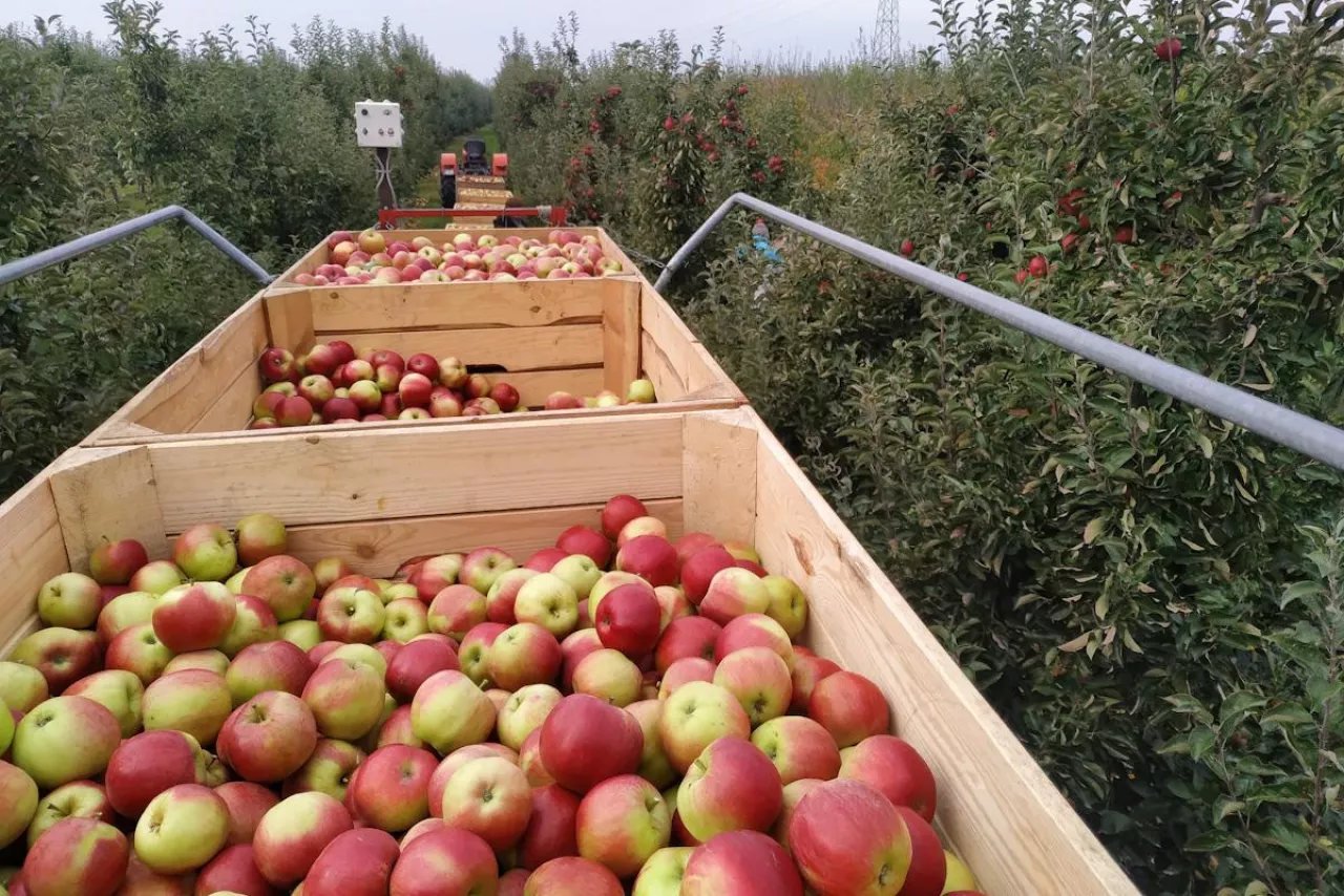zbiory jabłek