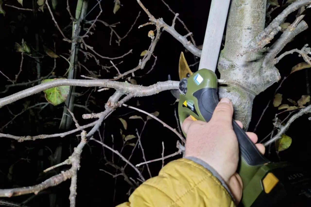 ile kosztuje obcięcie hektara sadu