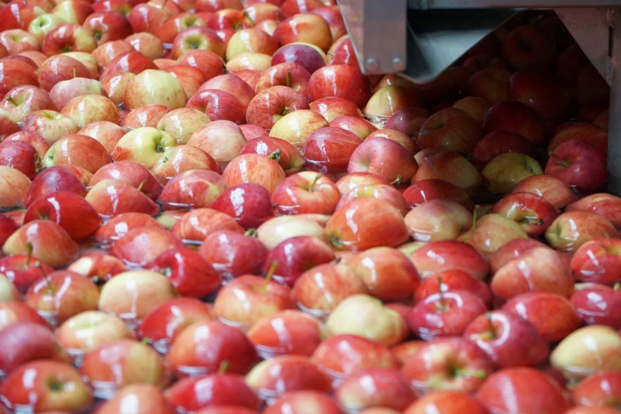 grupa producentów owoców