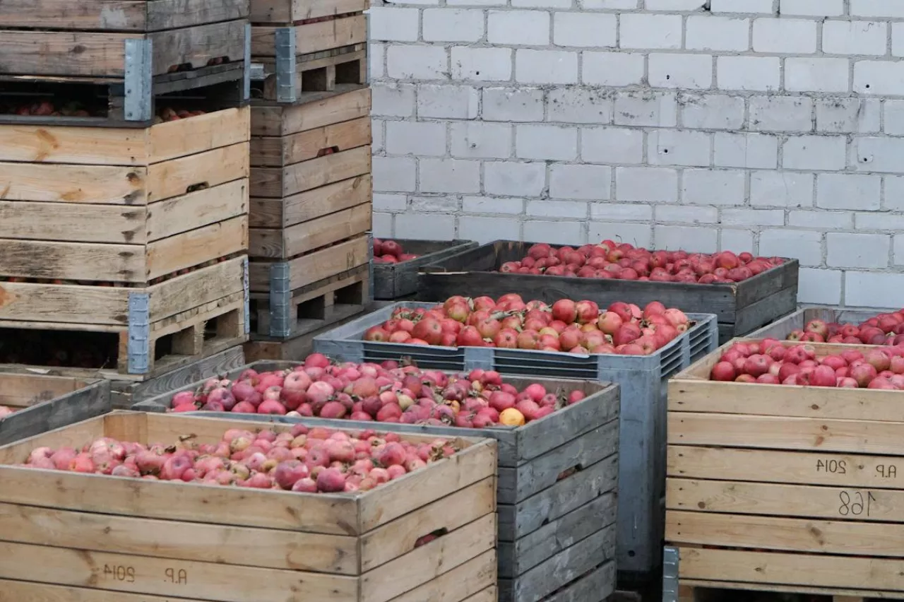 jabłka przemysłowe