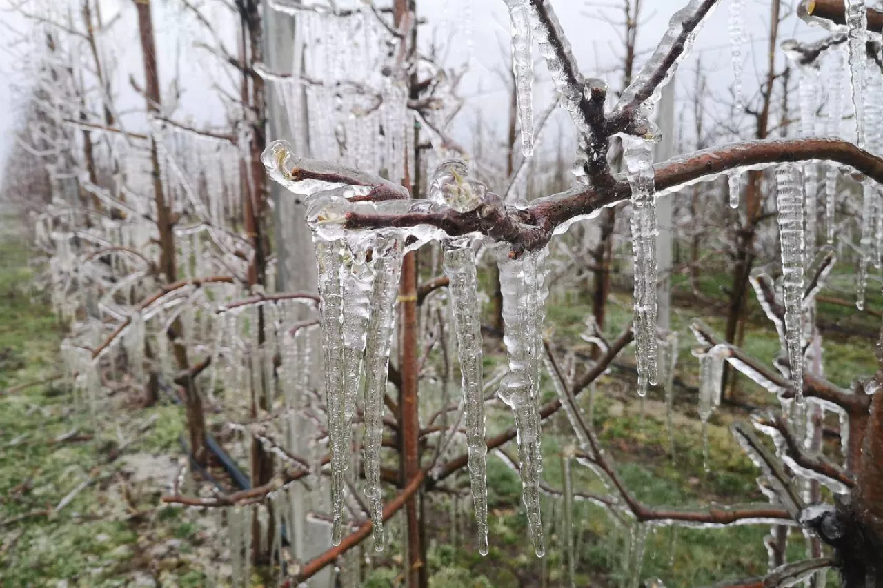 przymrozki wiosenne pomoc