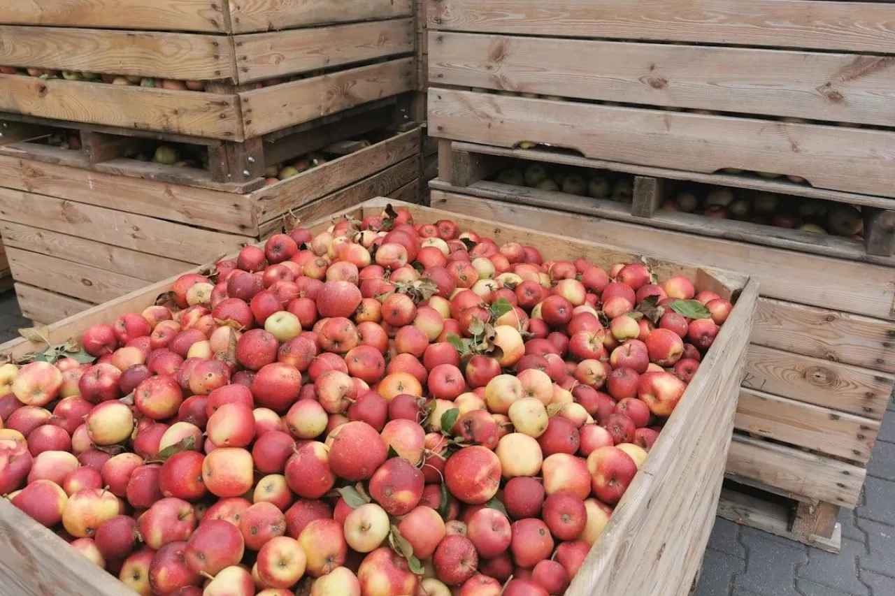 ceny jabłek przemysłowych 2024