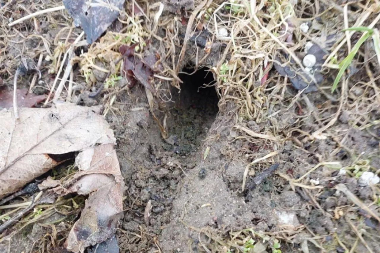 zwalczanie myszy w sadzie