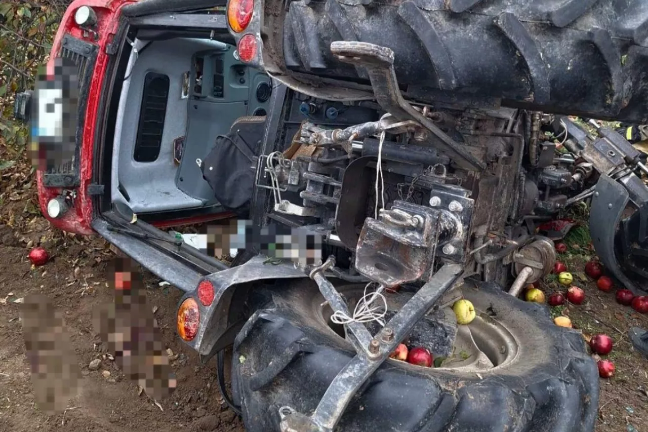 wypadek podczas zwożenia jabłek