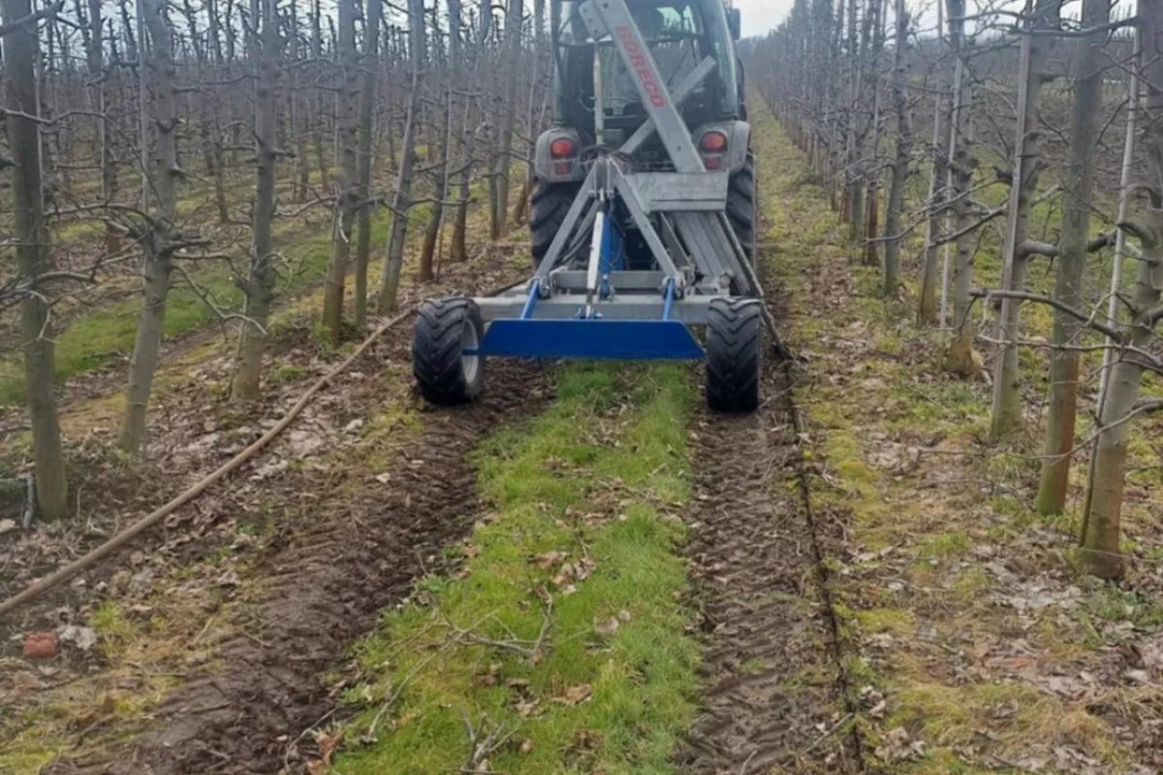 jesienne cięcie korzeni