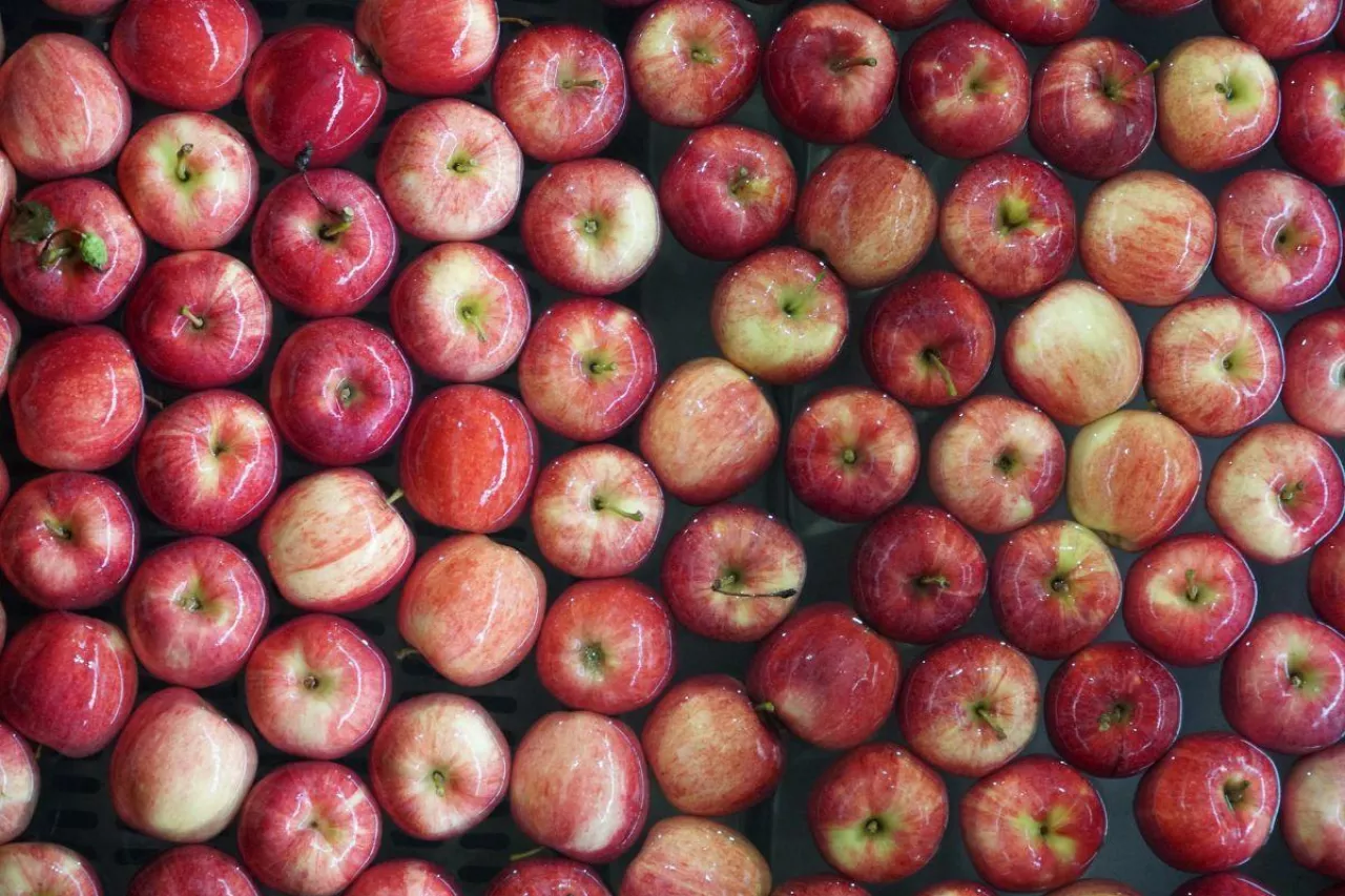 jablka sprzedzaz
