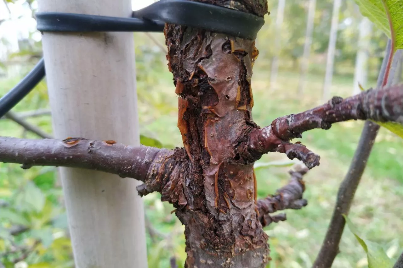 rak drzew owocowych i zgorzel kory