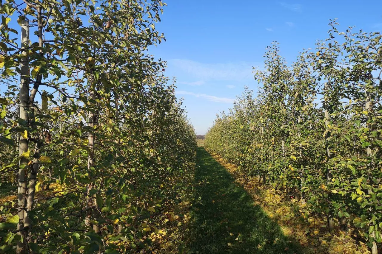 zabiegi pozbiorcze w sadach