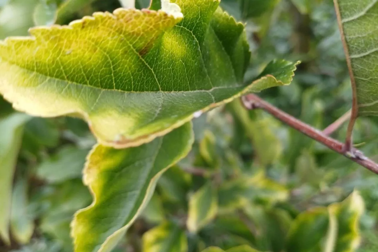 objawy niedoboru potasu