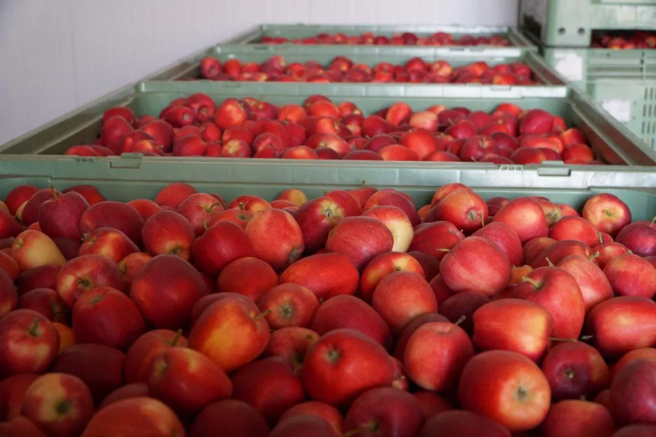 kontrola jakości w komorach przechowalniczych