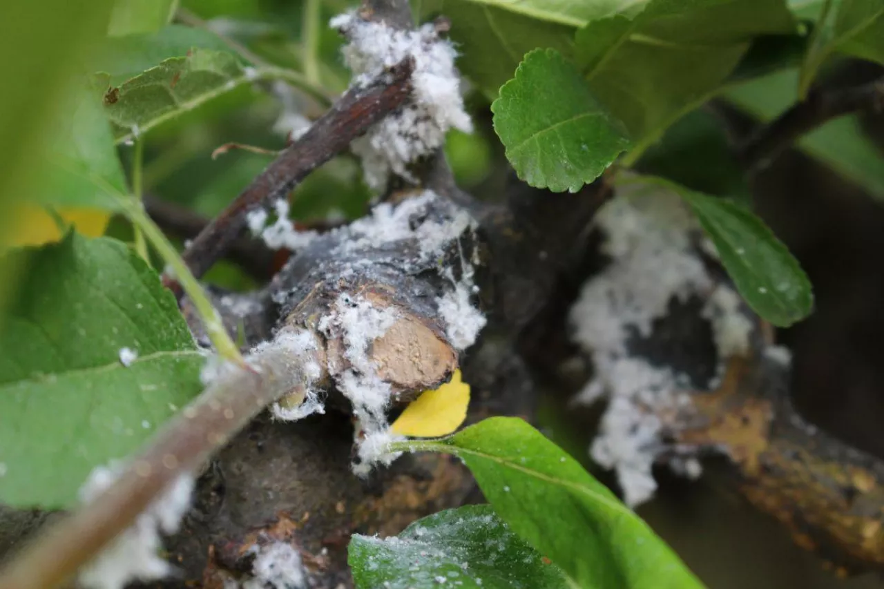 bawełnica korówka zwalczanie po zbiorach